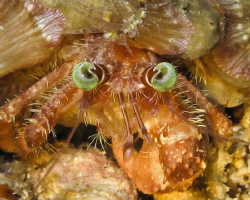I am a sucker for green eyes. Canon G10 internal strobe o... by Andrew Macleod 